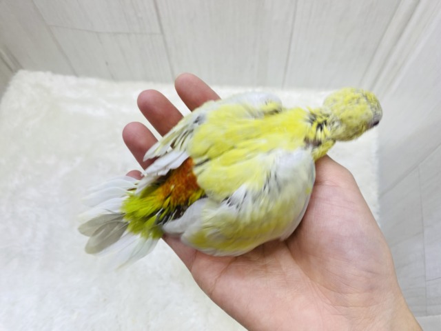 ビセイインコ（美声インコ）