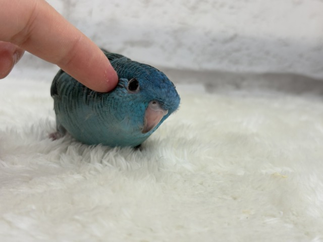 サザナミインコ