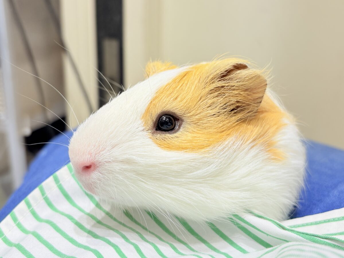 【最新画像更新🪄】僕の可愛さにみんなイチコロ🐹🌿💘シェルティモルモット 男の子 シェルティモルモット