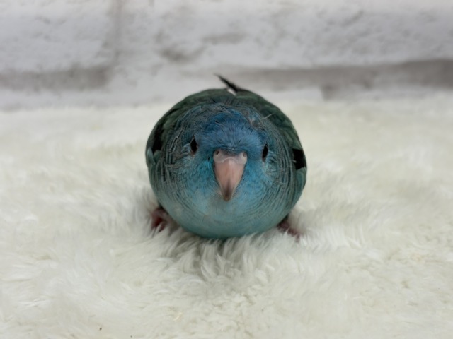 【最新画像・動画更新🪄】つやつや💎.*全方位完璧ちゃん🐣🫧サザナミインコ(ターコイズ) ヒナ サザナミインコ
