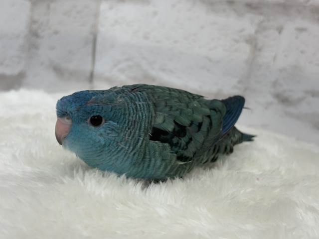 サザナミインコ