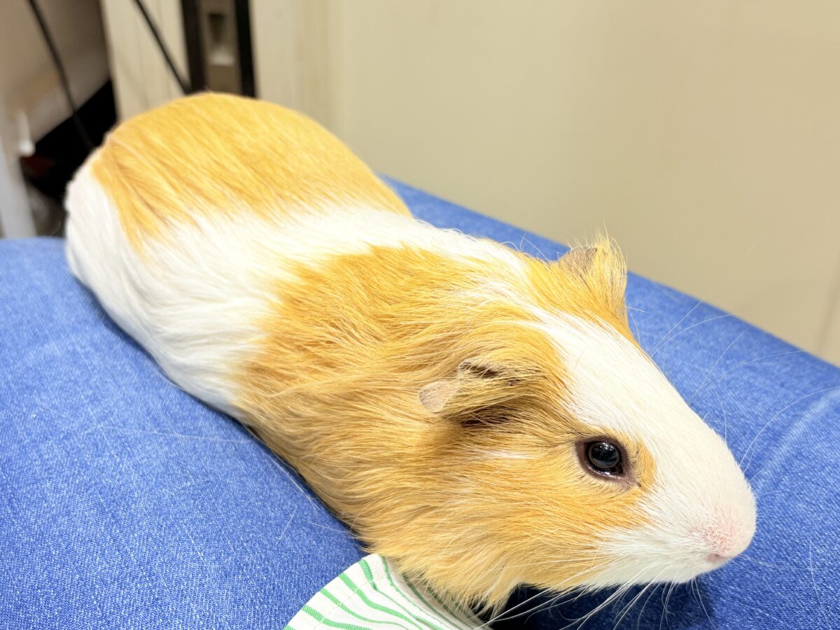 シェルティモルモット