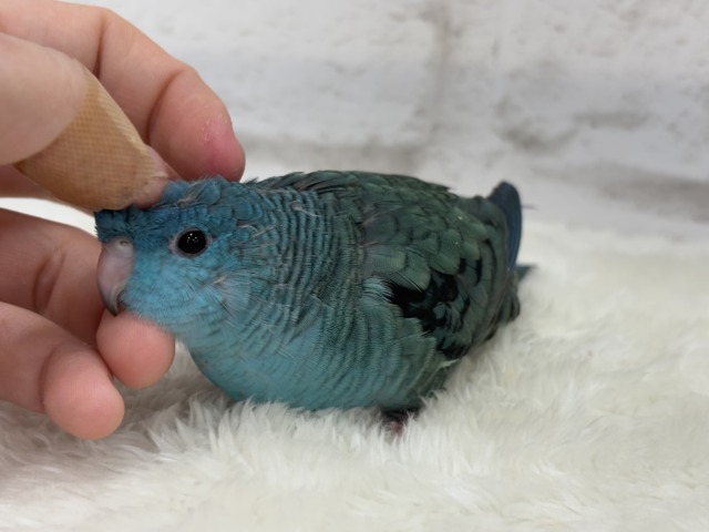 サザナミインコ