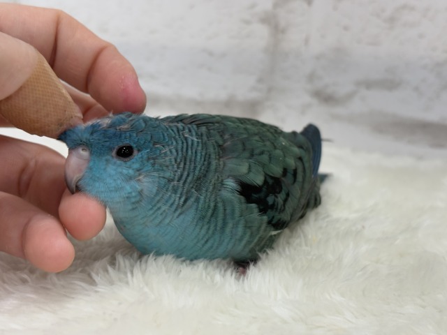 サザナミインコ