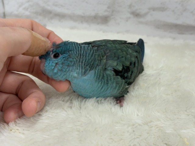 【最新画像・動画更新🪄】つやつや💎.*全方位完璧ちゃん🐣🫧サザナミインコ(ターコイズ) ヒナ サザナミインコ