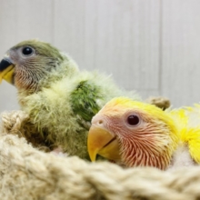 💛ワタワタな姿も今だけです‼️コザクラインコ（ルチノー、オパーリン）❤️