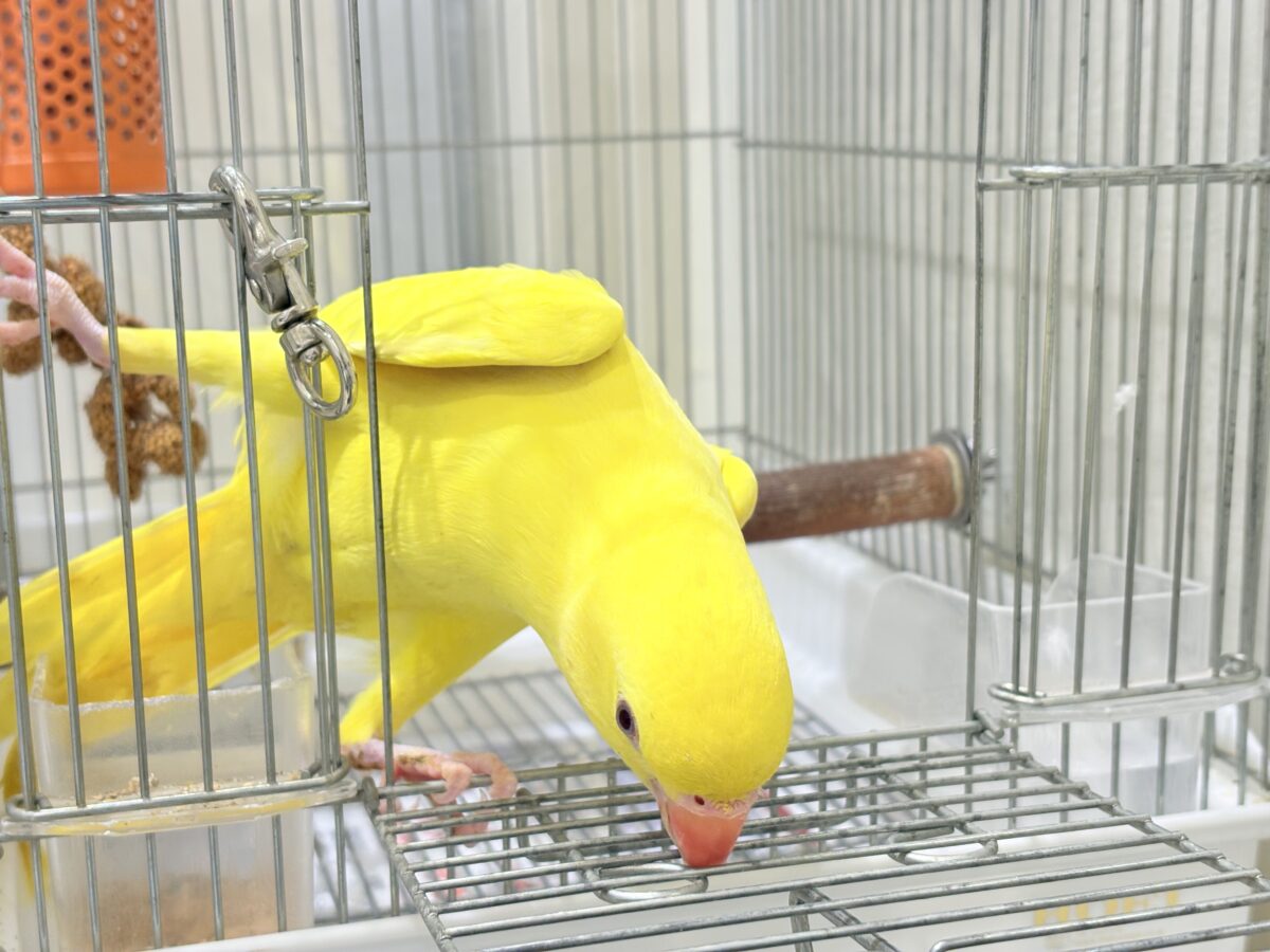 ワカケホンセイインコ（月の輪インコ）
