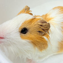【最新画像更新🪄】僕の可愛さにみんなイチコロ🐹🌿💘シェルティモルモット 男の子