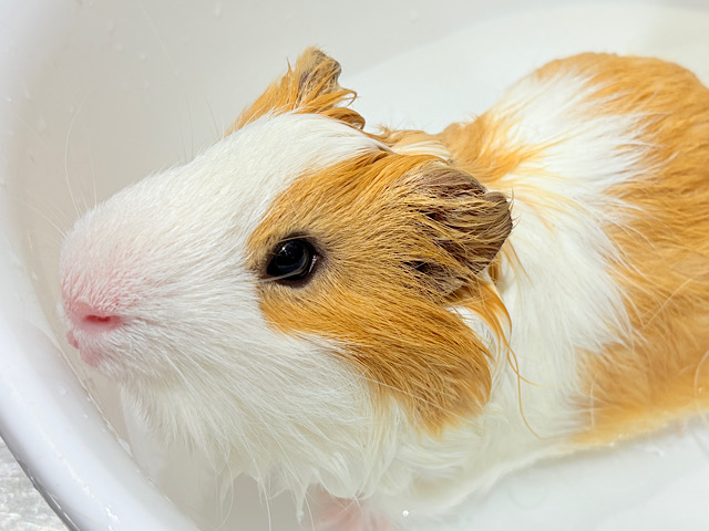 【最新画像更新🪄】僕の可愛さにみんなイチコロ🐹🌿💘シェルティモルモット 男の子 【最新画像更新🪄】僕の可愛さにみんなイチコロ🐹🌿💘シェルティモルモット 男の子
