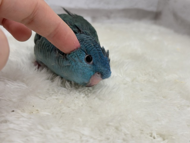 サザナミインコ