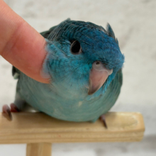 【最新画像・動画更新🪄】つやつや💎.*全方位完璧ちゃん🐣🫧サザナミインコ(ターコイズ) ヒナ