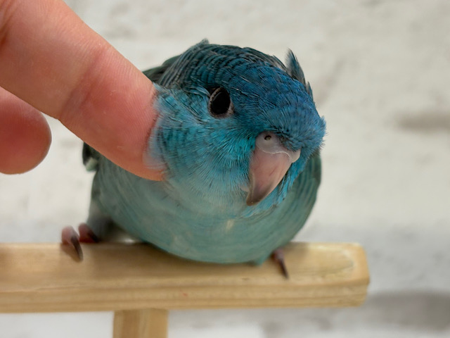 【最新画像・動画更新🪄】つやつや💎.*全方位完璧ちゃん🐣🫧サザナミインコ(ターコイズ) ヒナ 【最新画像・動画更新🪄】つやつや💎.*全方位完璧ちゃん🐣🫧サザナミインコ(ターコイズ) ヒナ