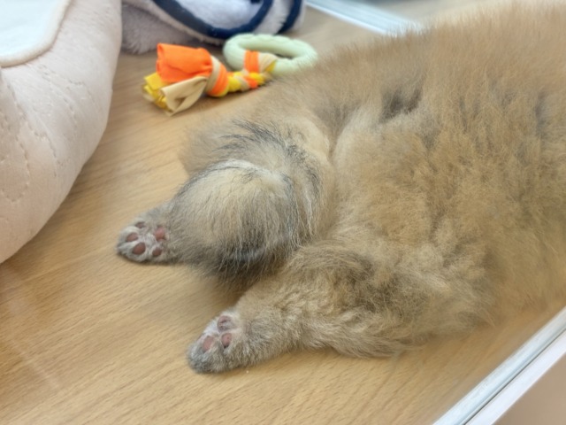ポメラニアン