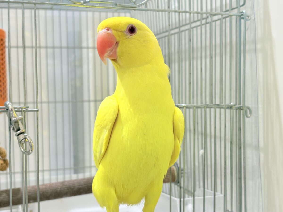 ワカケホンセイインコ（月の輪インコ）