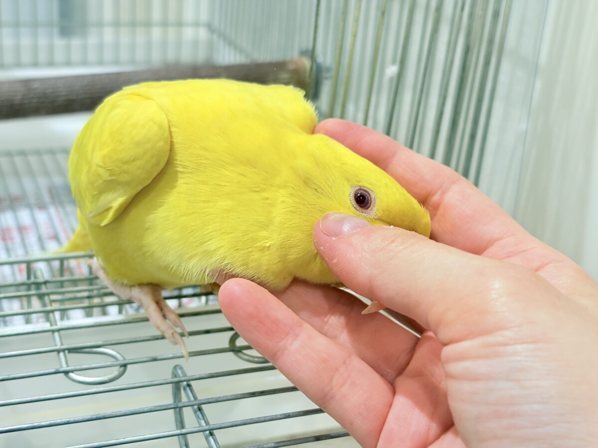 ワカケホンセイインコ（月の輪インコ）