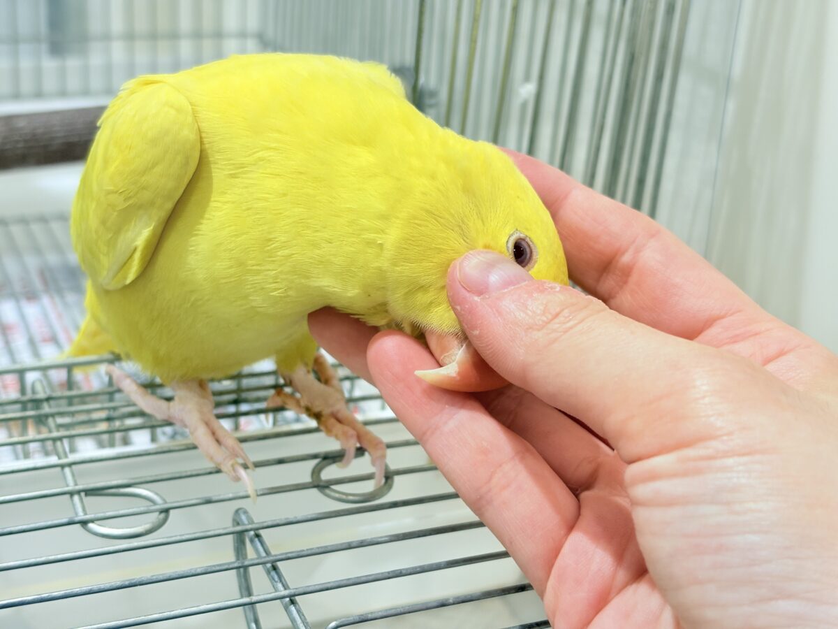 ワカケホンセイインコ（月の輪インコ）
