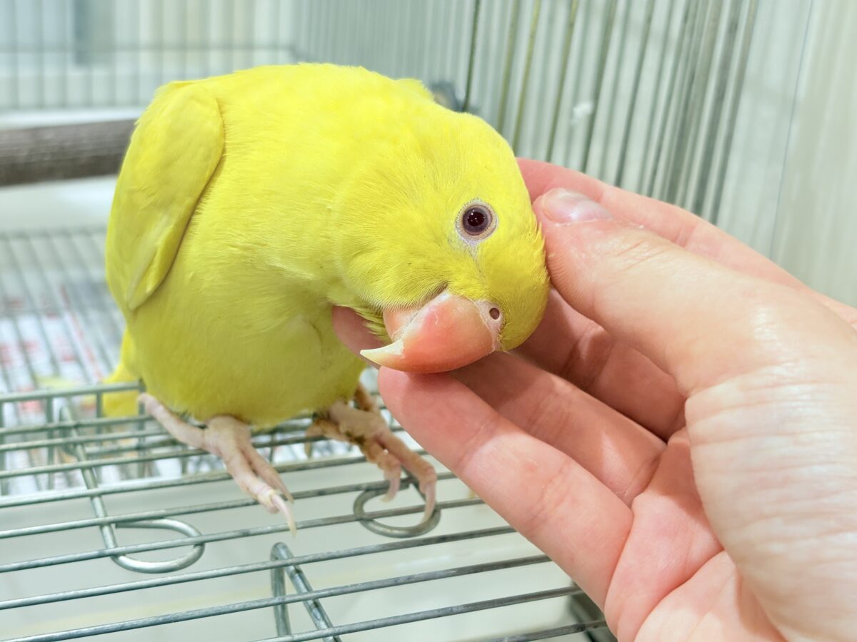 ワカケホンセイインコ（月の輪インコ）