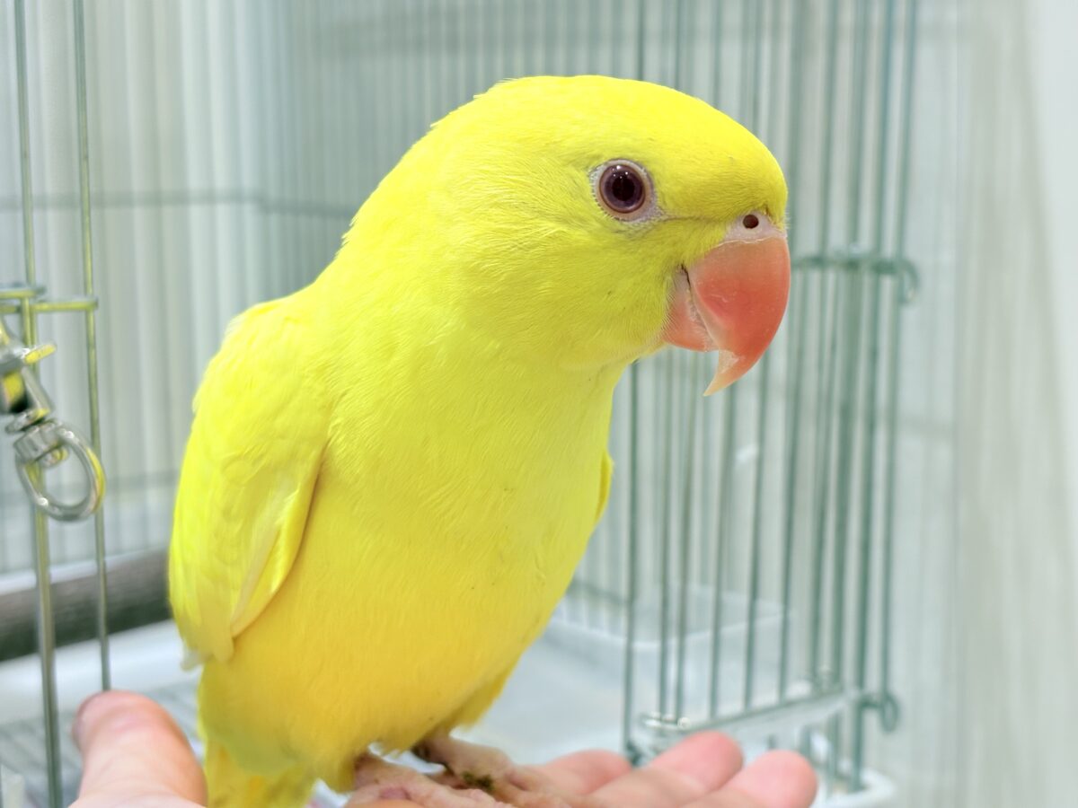 ワカケホンセイインコ（月の輪インコ）