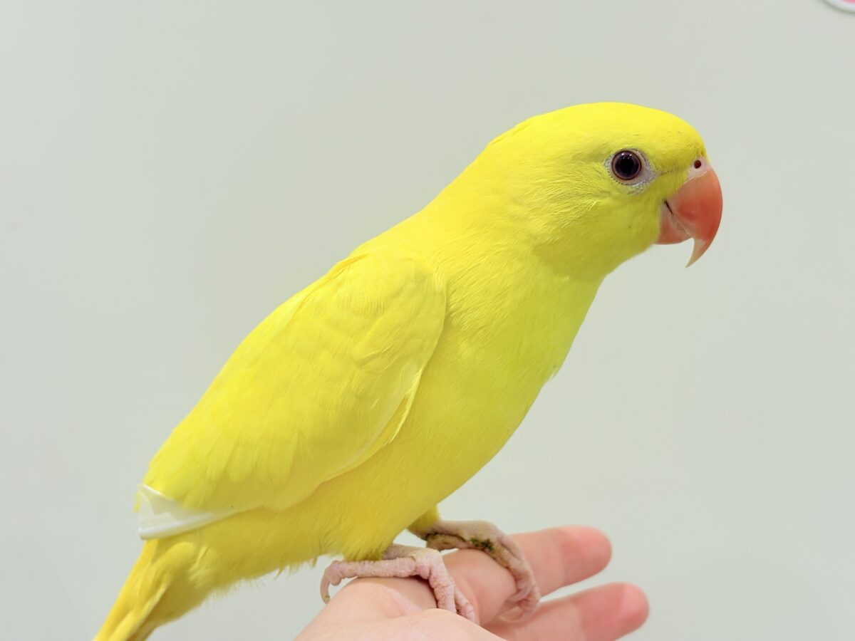 ワカケホンセイインコ（月の輪インコ）
