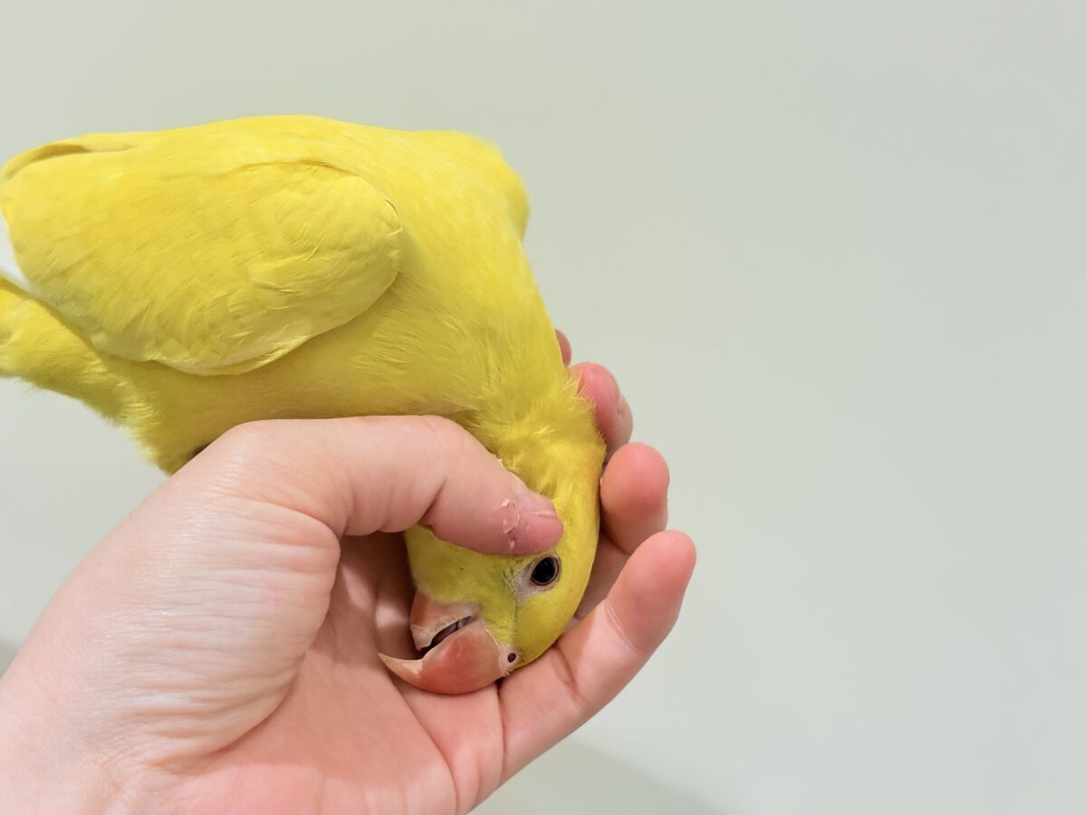 ワカケホンセイインコ（月の輪インコ）
