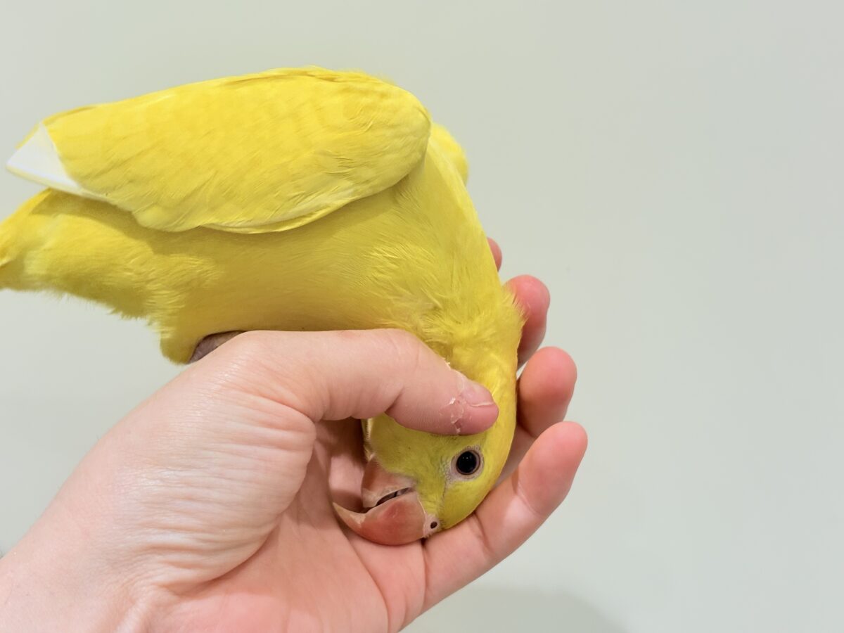 ワカケホンセイインコ（月の輪インコ）