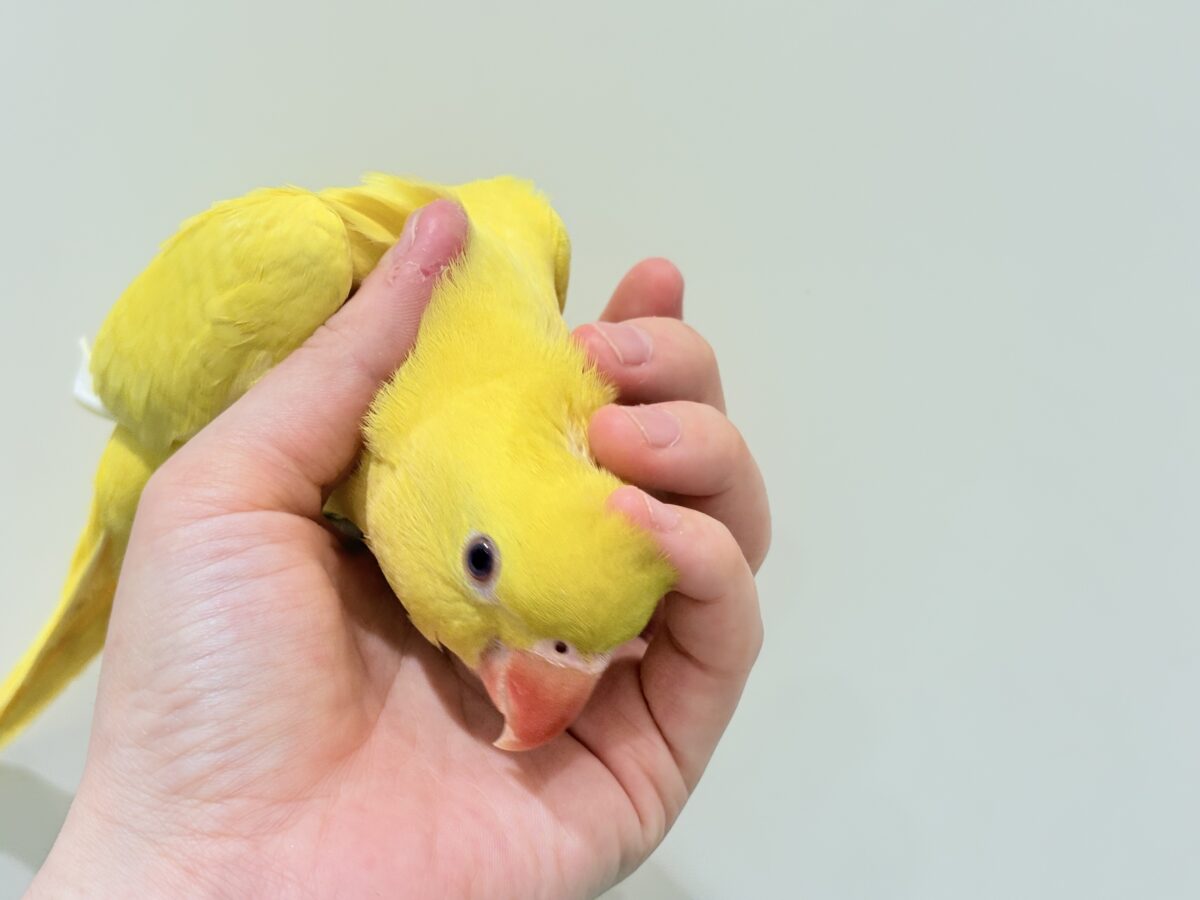 ワカケホンセイインコ（月の輪インコ）