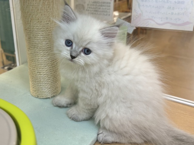 ネヴァマスカレード