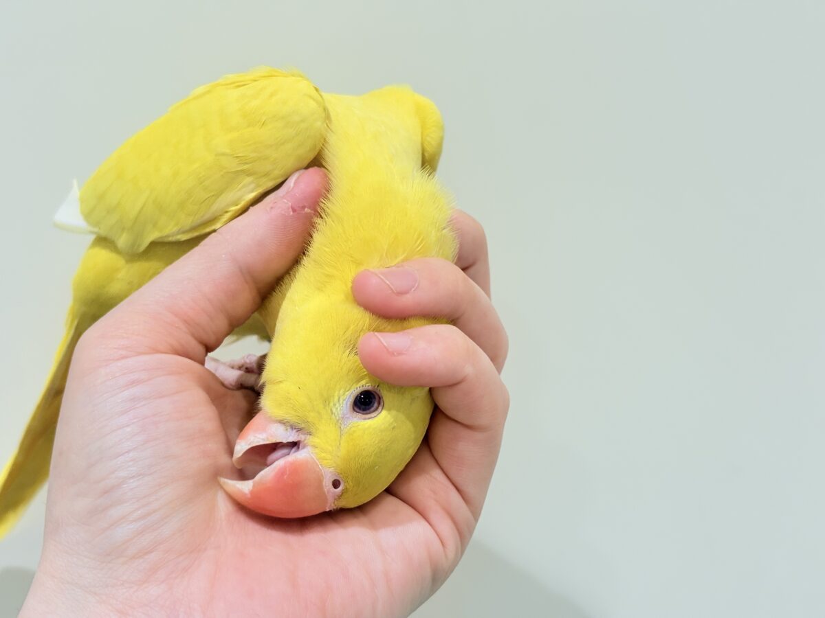 ワカケホンセイインコ（月の輪インコ）