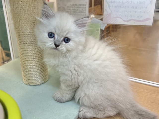 ネヴァマスカレード