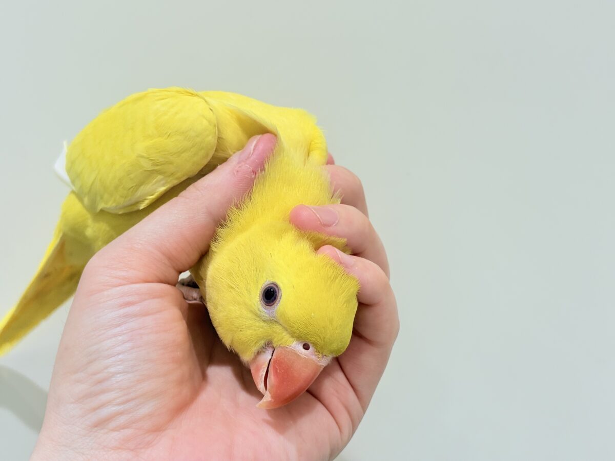 ワカケホンセイインコ（月の輪インコ）