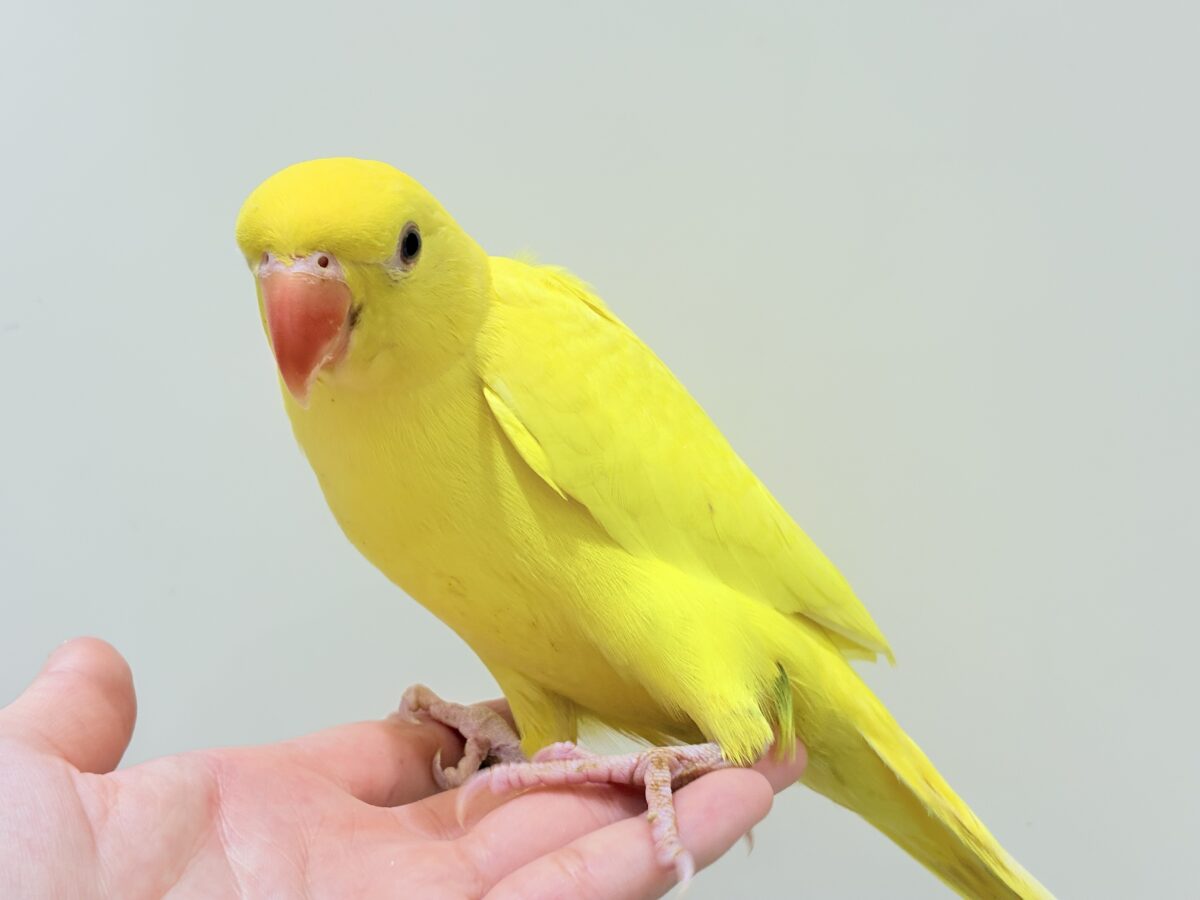 ワカケホンセイインコ（月の輪インコ）