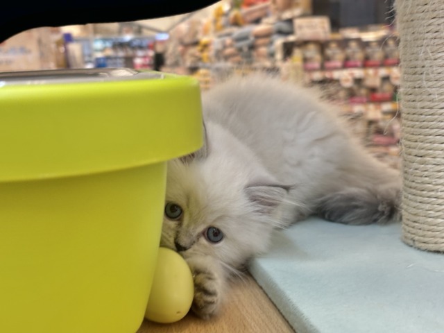 ネヴァマスカレード