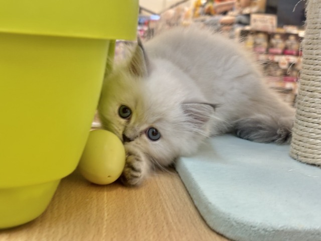 ネヴァマスカレード