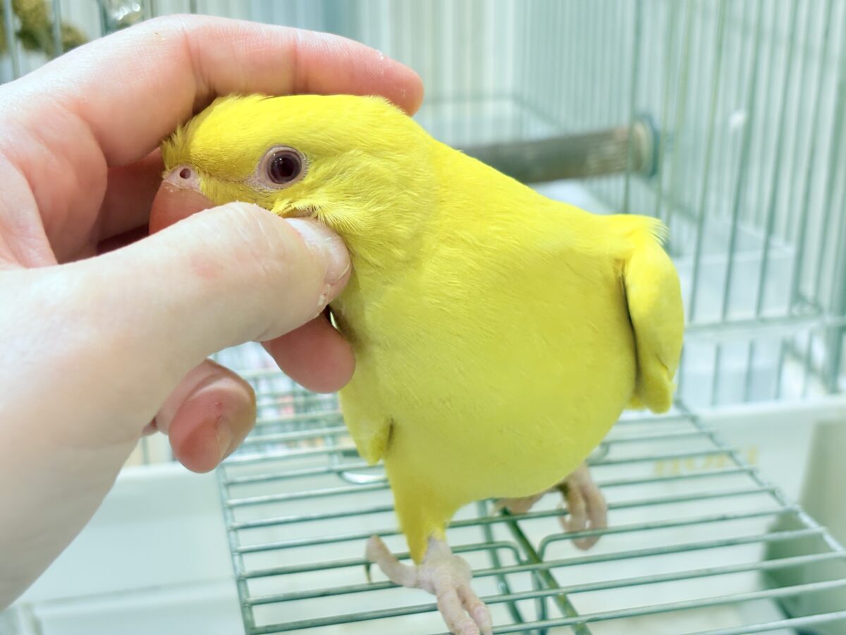 ワカケホンセイインコ（月の輪インコ）