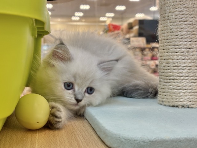 ネヴァマスカレード