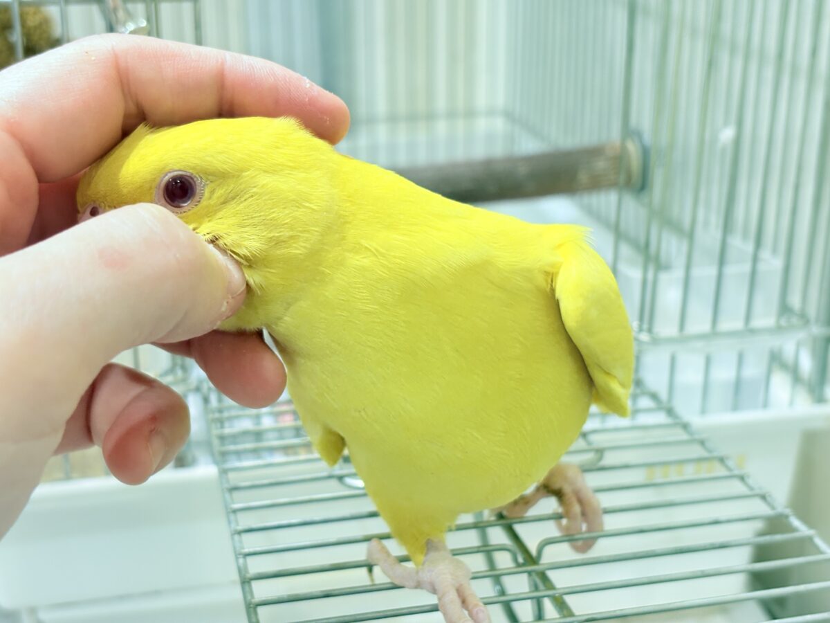 ワカケホンセイインコ（月の輪インコ）