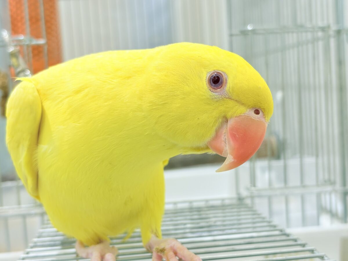 ワカケホンセイインコ（月の輪インコ）
