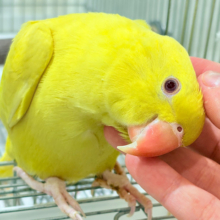 【最新画像更新🪄】千葉店初🌟みんなをメロメロにさせちゃうゾ🐥🪇ワカケホンセイインコ(ルチノー) ヒナ