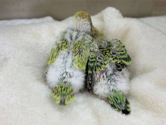 セキセイインコ