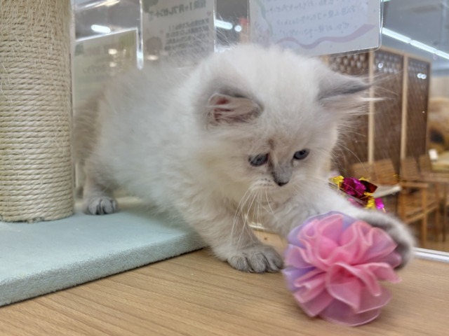 ネヴァマスカレード