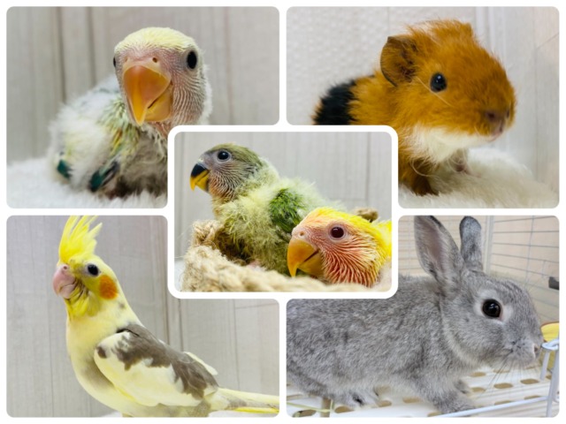 ⭐️GW⭐️新しい家族を迎え入れてみませんか〜❓フェア開催日‼️