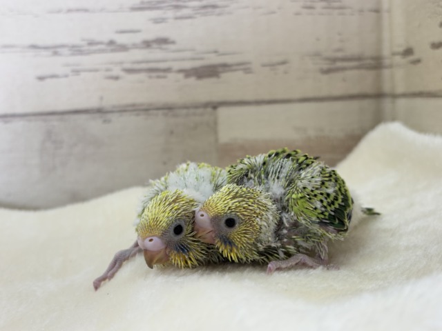 セキセイインコ