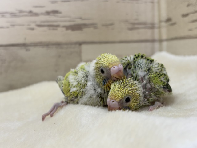 セキセイインコ