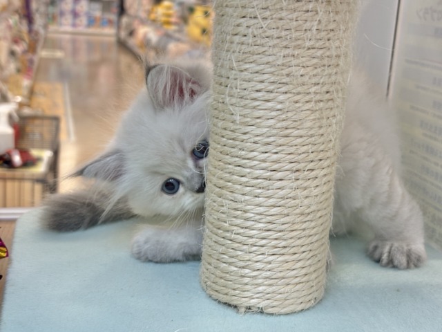 ネヴァマスカレード