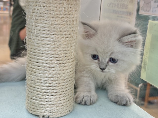 ネヴァマスカレード