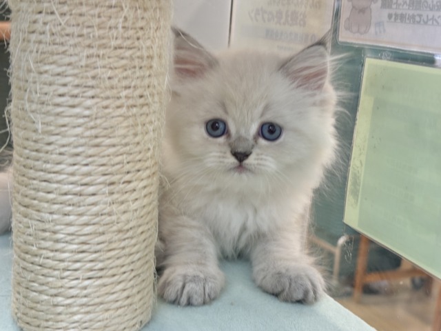 可愛さにあっと驚くよ♡ネヴァマスカレードくん！