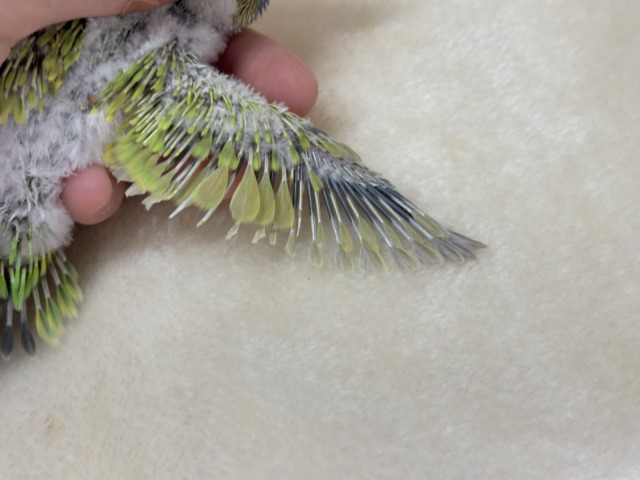 セキセイインコ