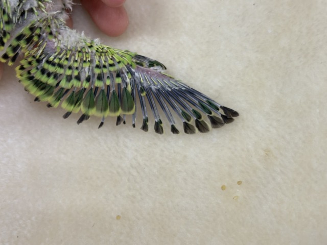 セキセイインコ
