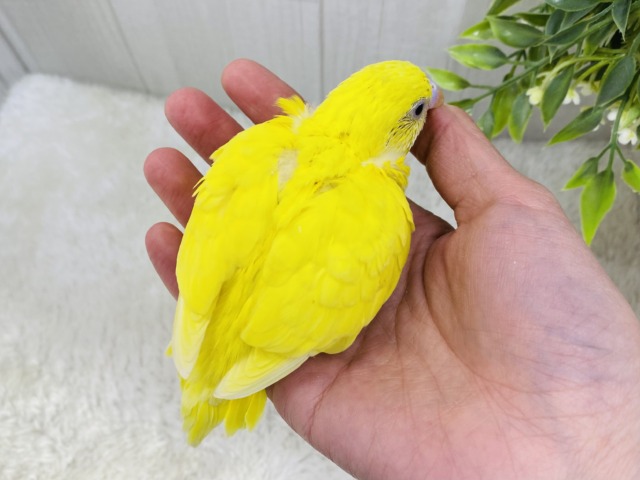 セキセイインコ