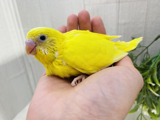 セキセイインコ